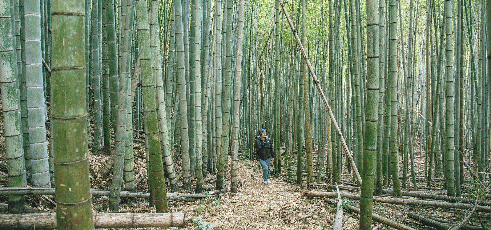 九州オルレ 筑豊・香春コース 香春岳を見ながら、ぬくもりを感じる里山の道-1