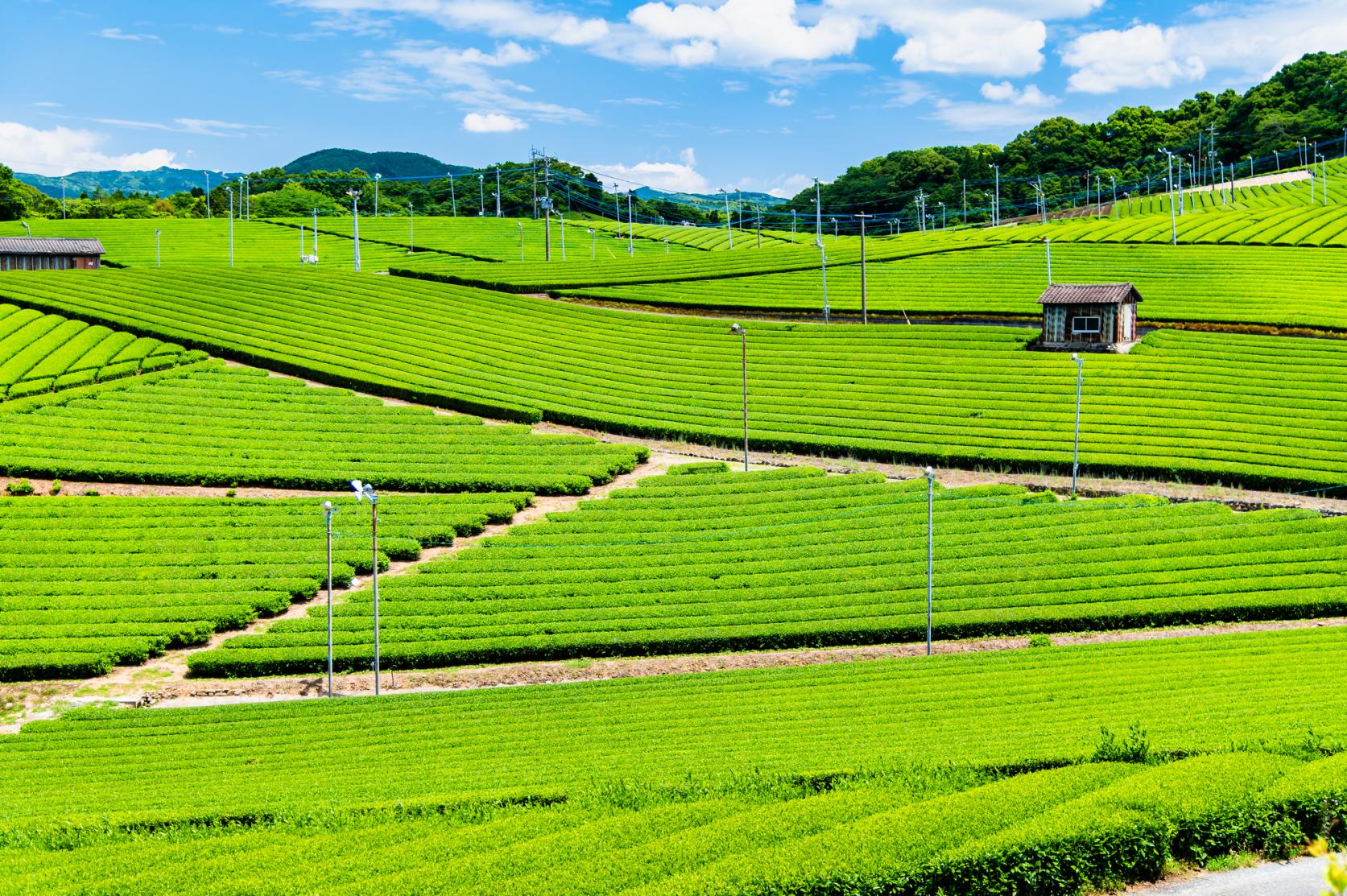 八女の茶畑と久留米の田園風景に癒される