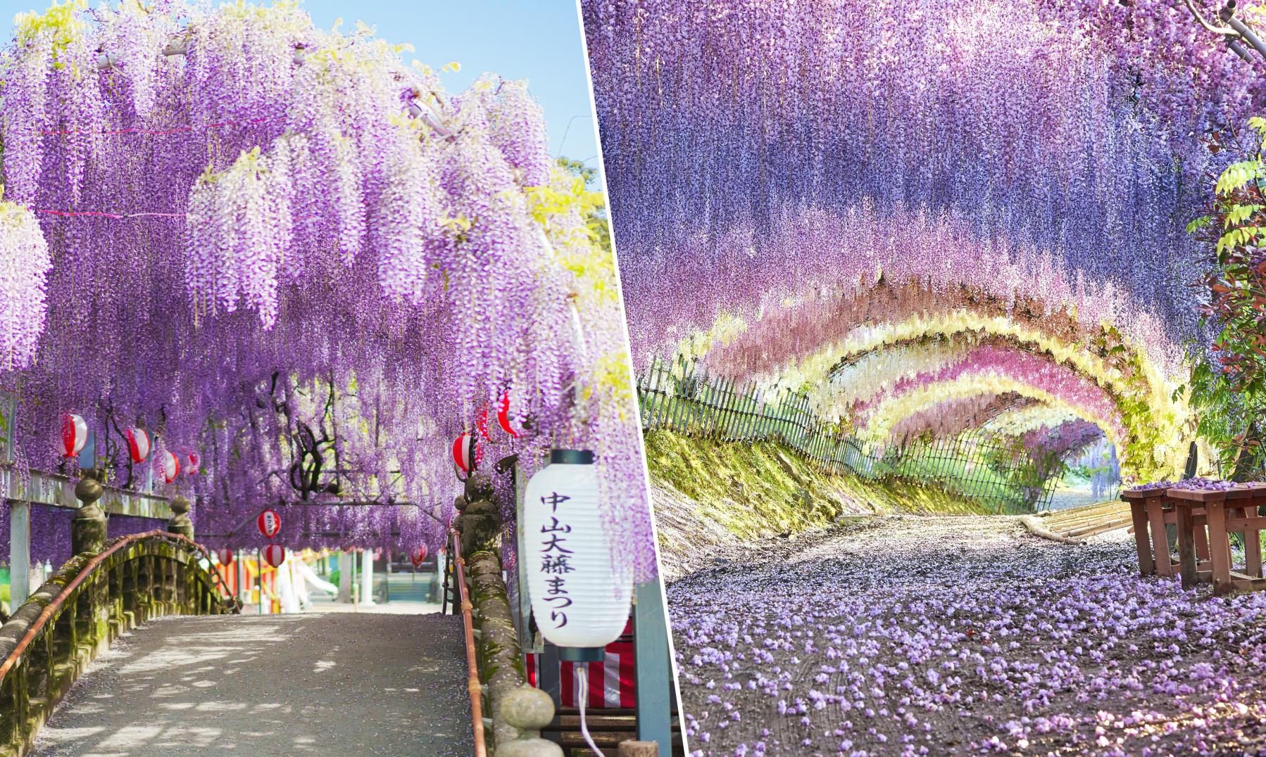 福岡県で楽しむ藤の名所2選！「中山大藤」と「河内藤園」の見どころを徹底ガイド-1