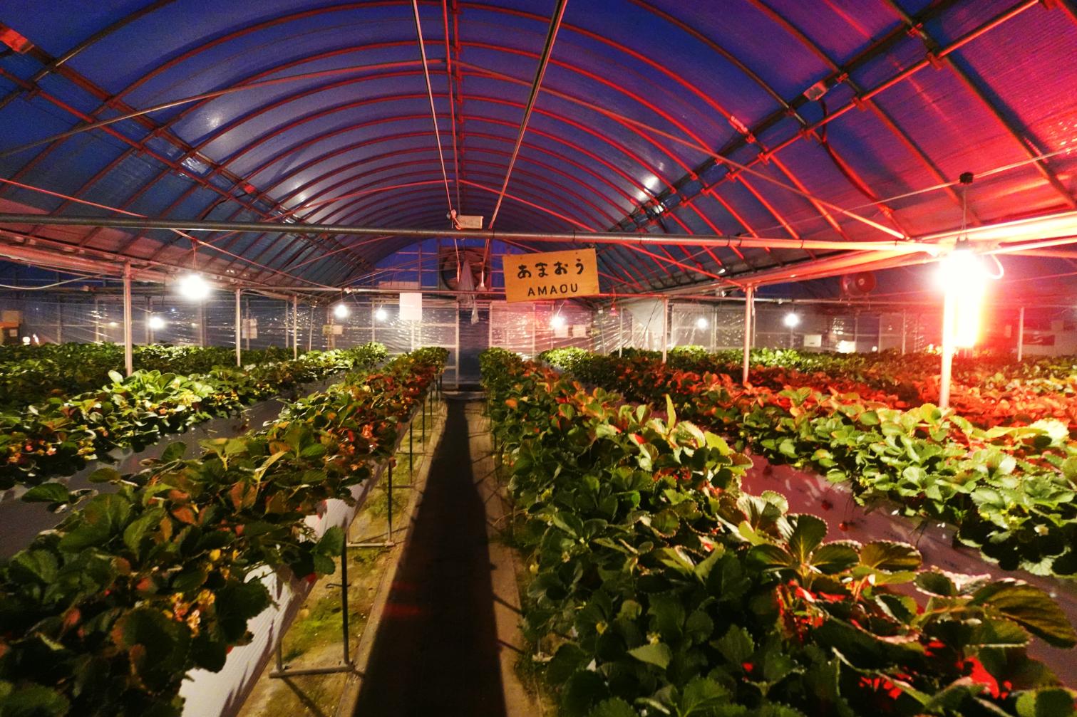 夜のいちご狩りから屋台まで！ナイトタイムエコノミーで楽しむ、夜の福岡・新体験ガイド-1