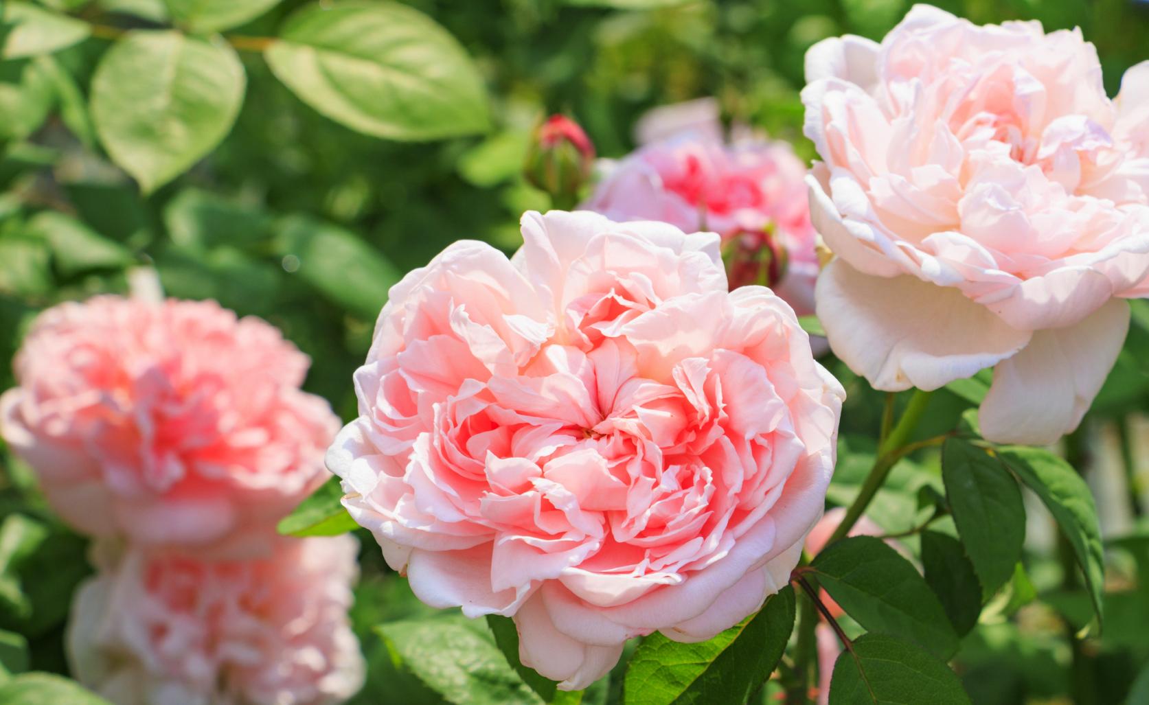 【2026】福岡県内の春のバラが見られるスポット情報・開花情報-1