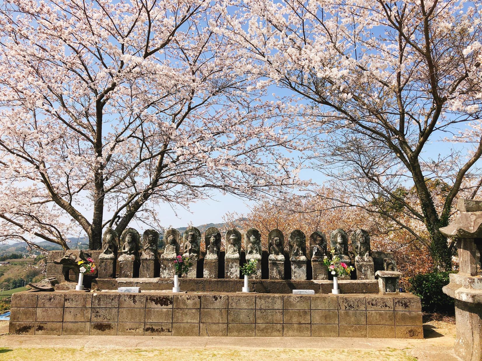 展望台の桜-0