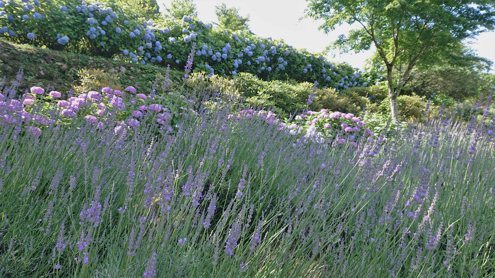 ラベンダー花摘み体験会-2