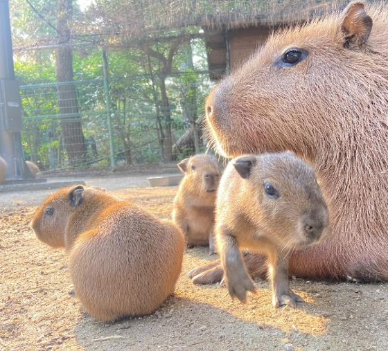 カピバラ3つ子ちゃん誕生-5