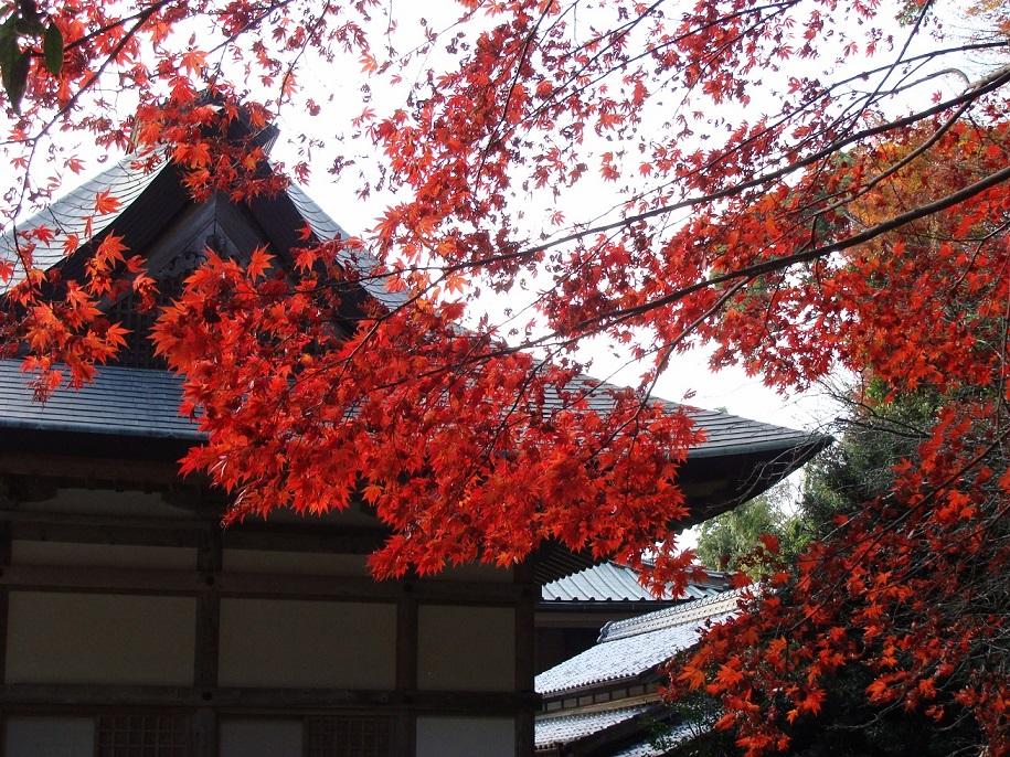 紅葉：モミジ-3