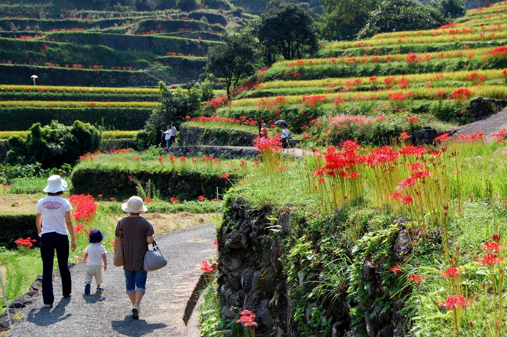 棚田 inうきは 彼岸花めぐり-1