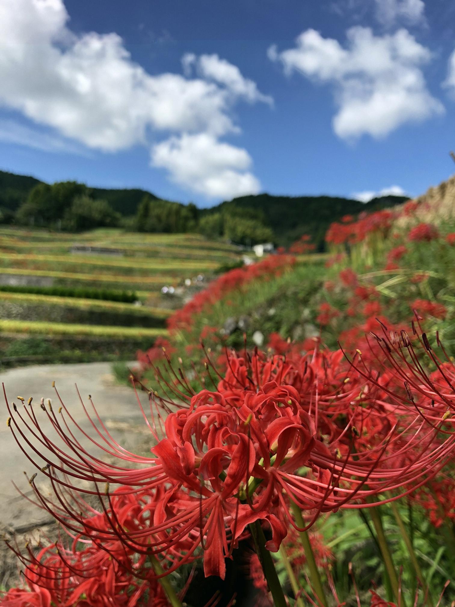 鹿里棚田彼岸花まつり-0