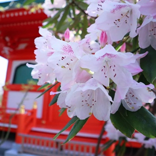 Splendides rhododendrons-1