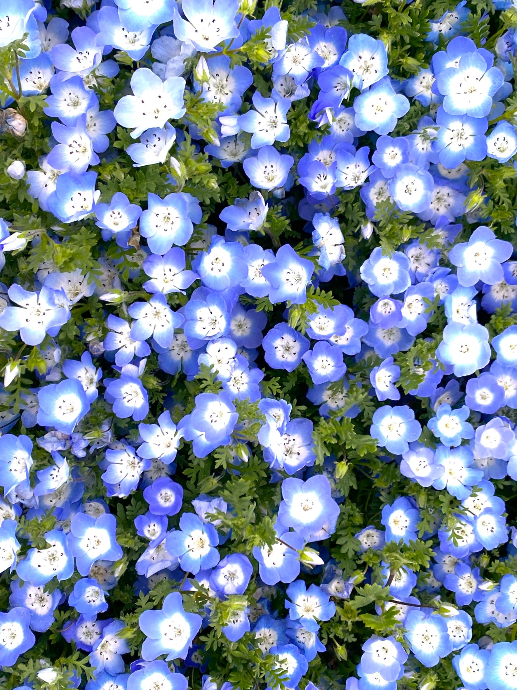 琉璃草（粉蝶花）-1