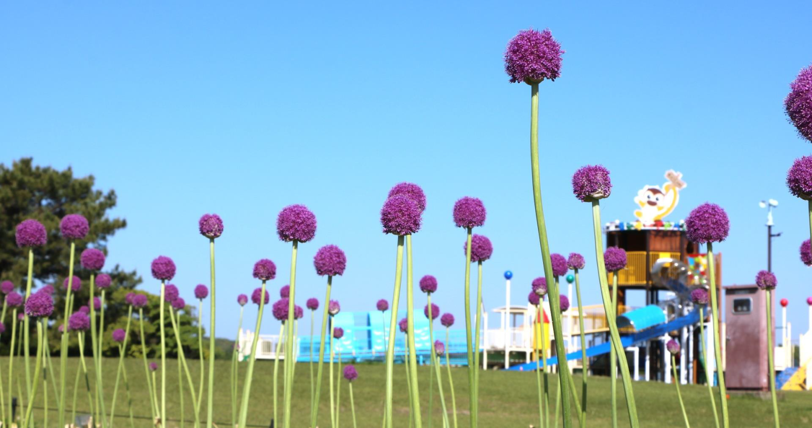 巨型葱（Allium giganteum）-2