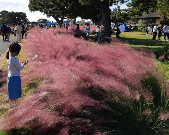 粉黛亂子草（Muhlenbergia capillaris）-3