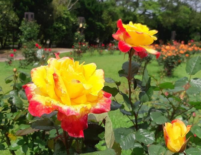 Spring Rose Garden-3