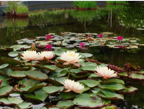Hardy Water Lilies (Nymphaea, Family Nymphaeaceae)-0