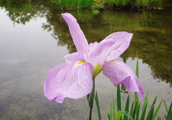 Japanese Iris (Iris ensata)-2