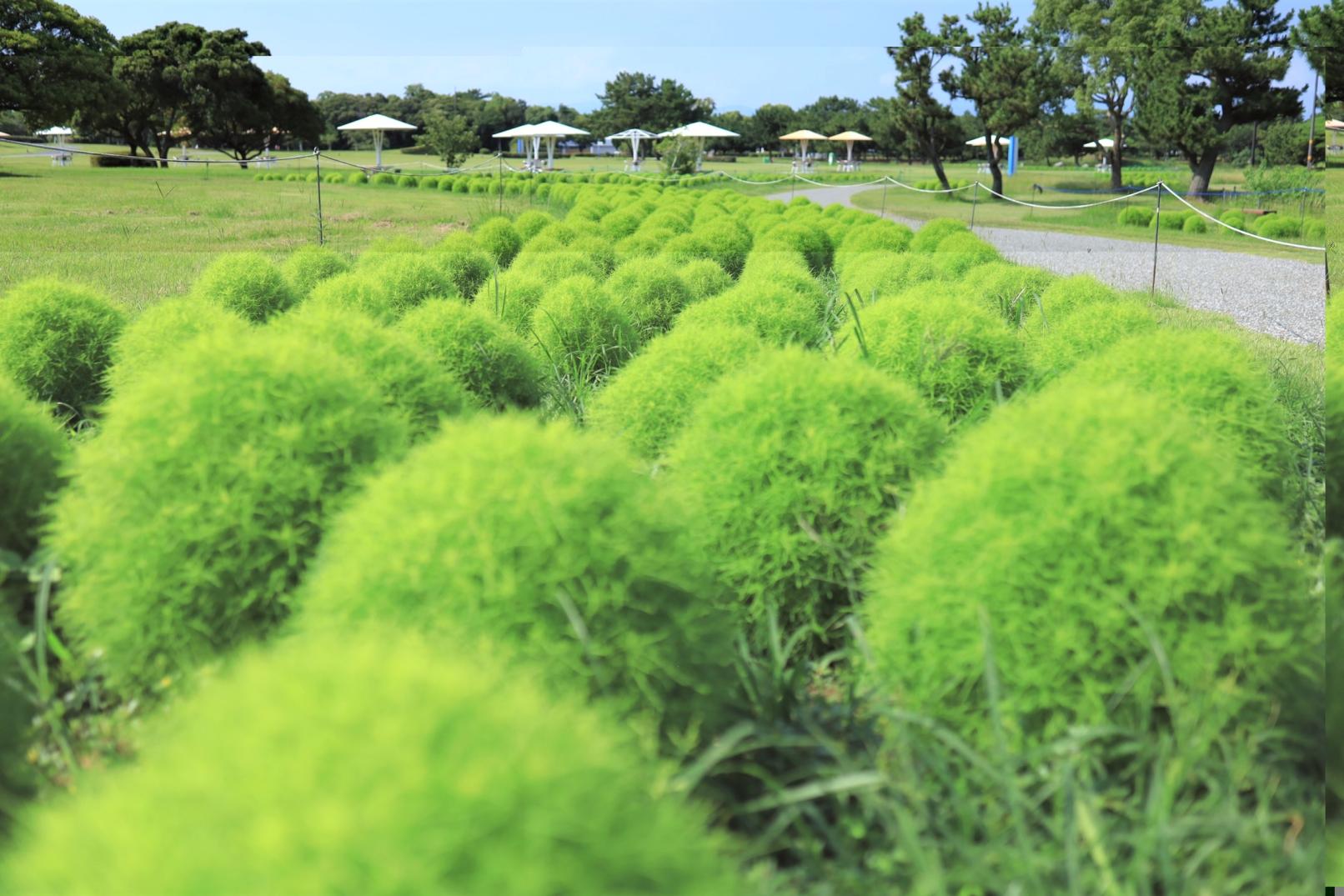 Summer Kochia (Bassia scoparia)-6