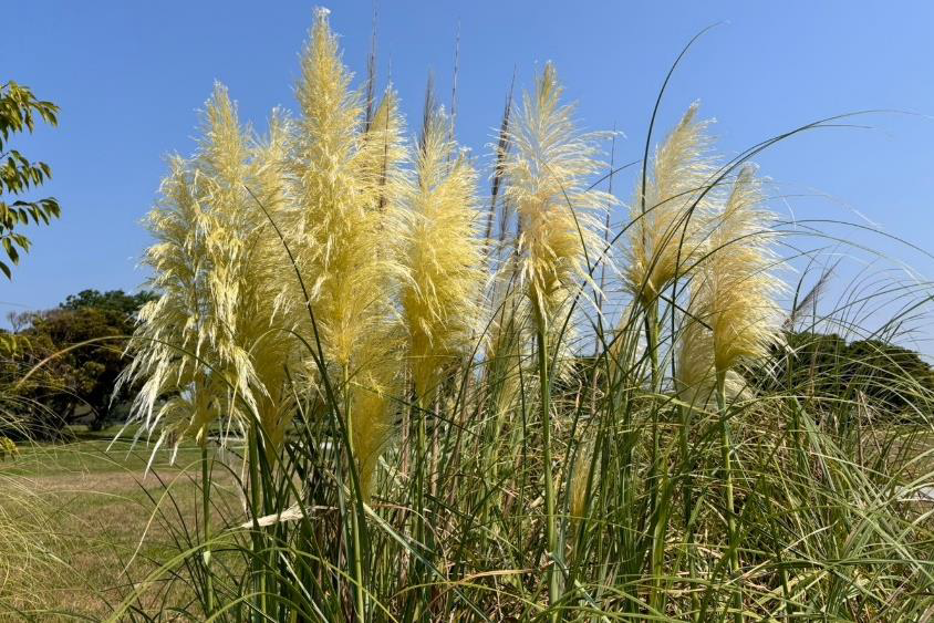 Pampas Grass-4