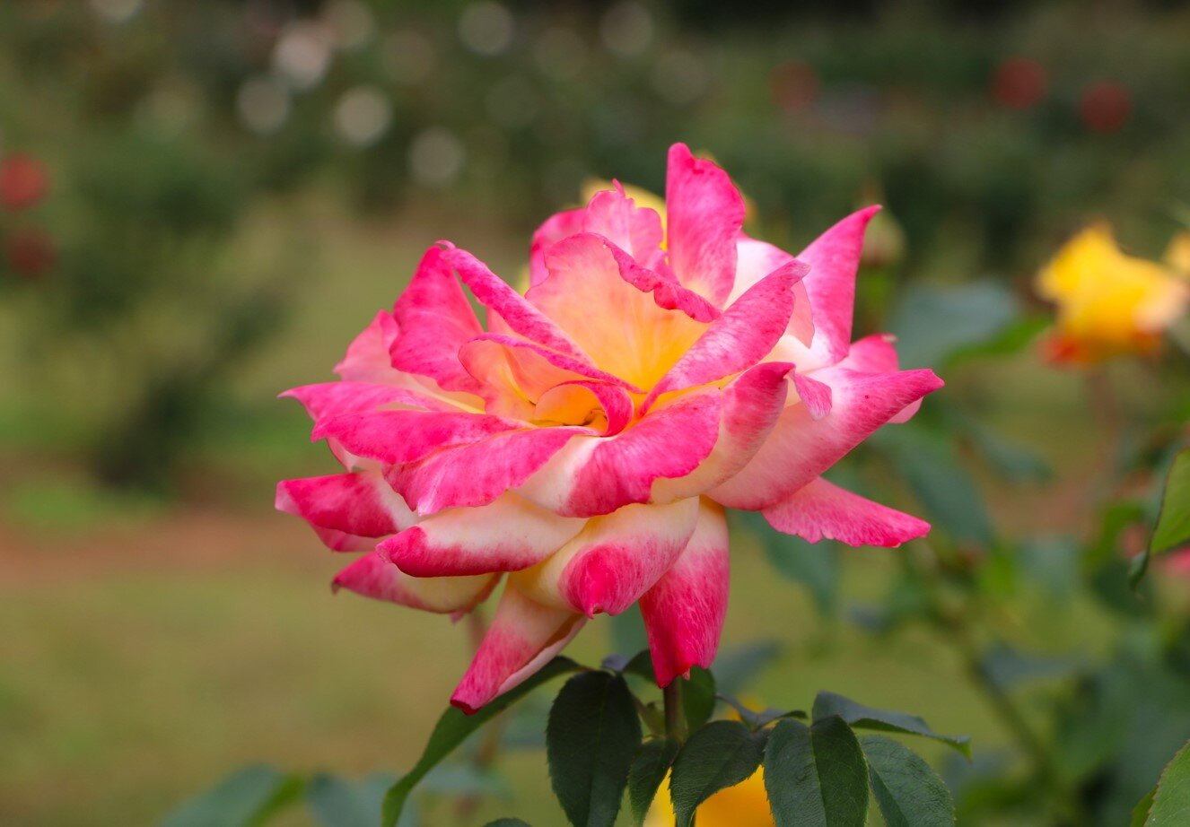 Autumn Roses-5