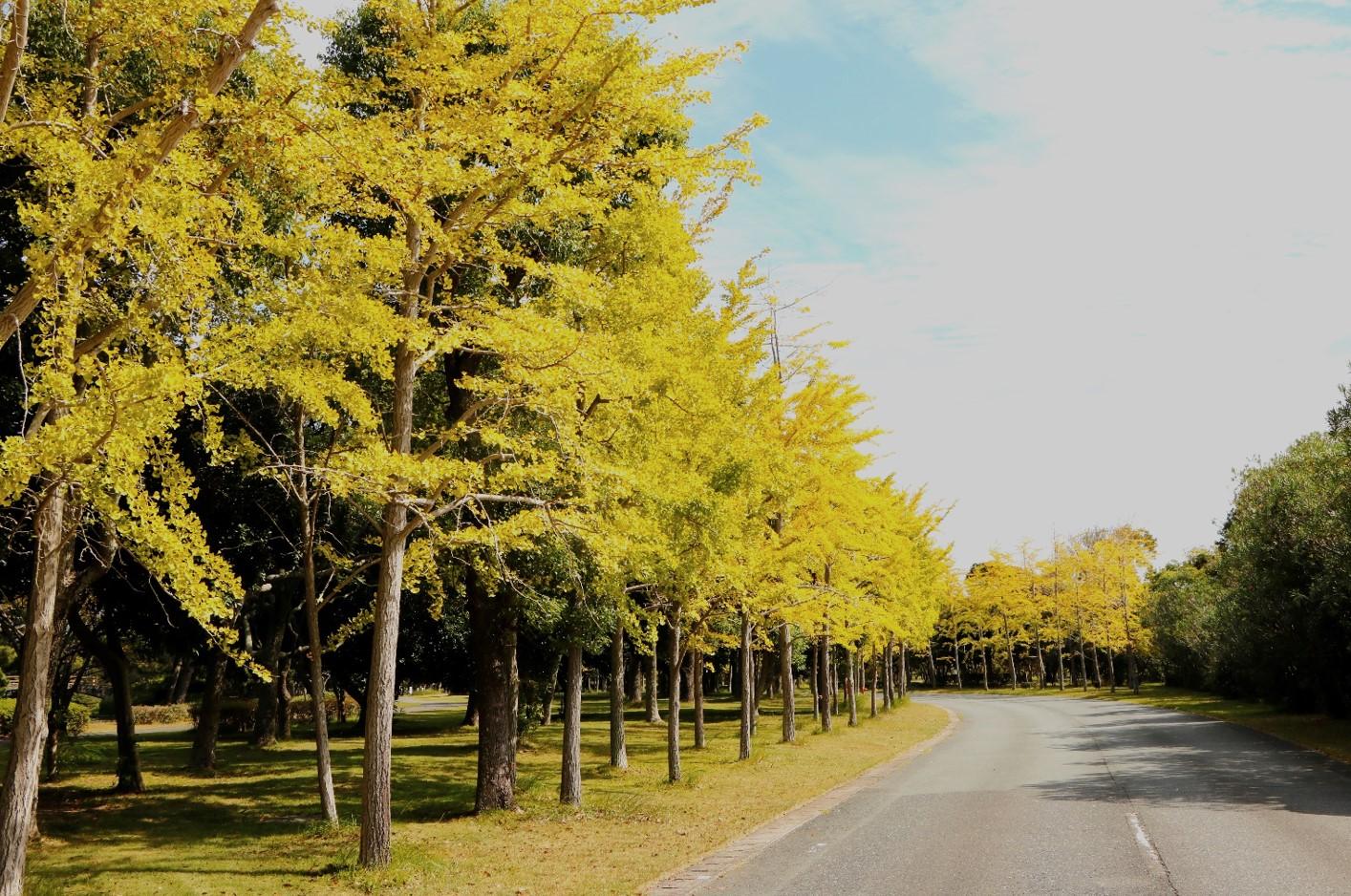 Ginkgo Trees-6
