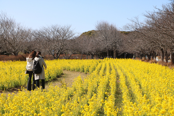 Canola Flowers (Nanohana)-0