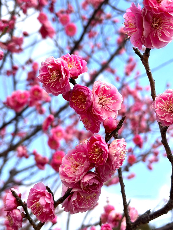Plum Blossoms (Ume)-1