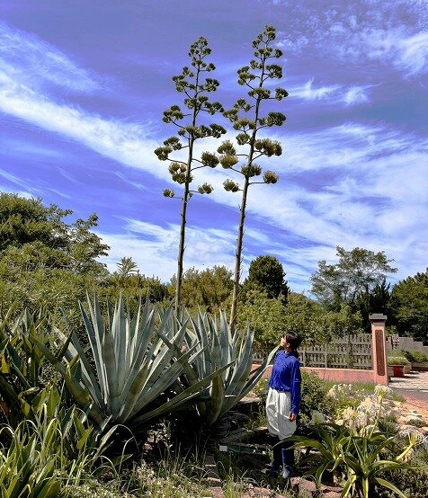 아가베 (Agave americana)-4