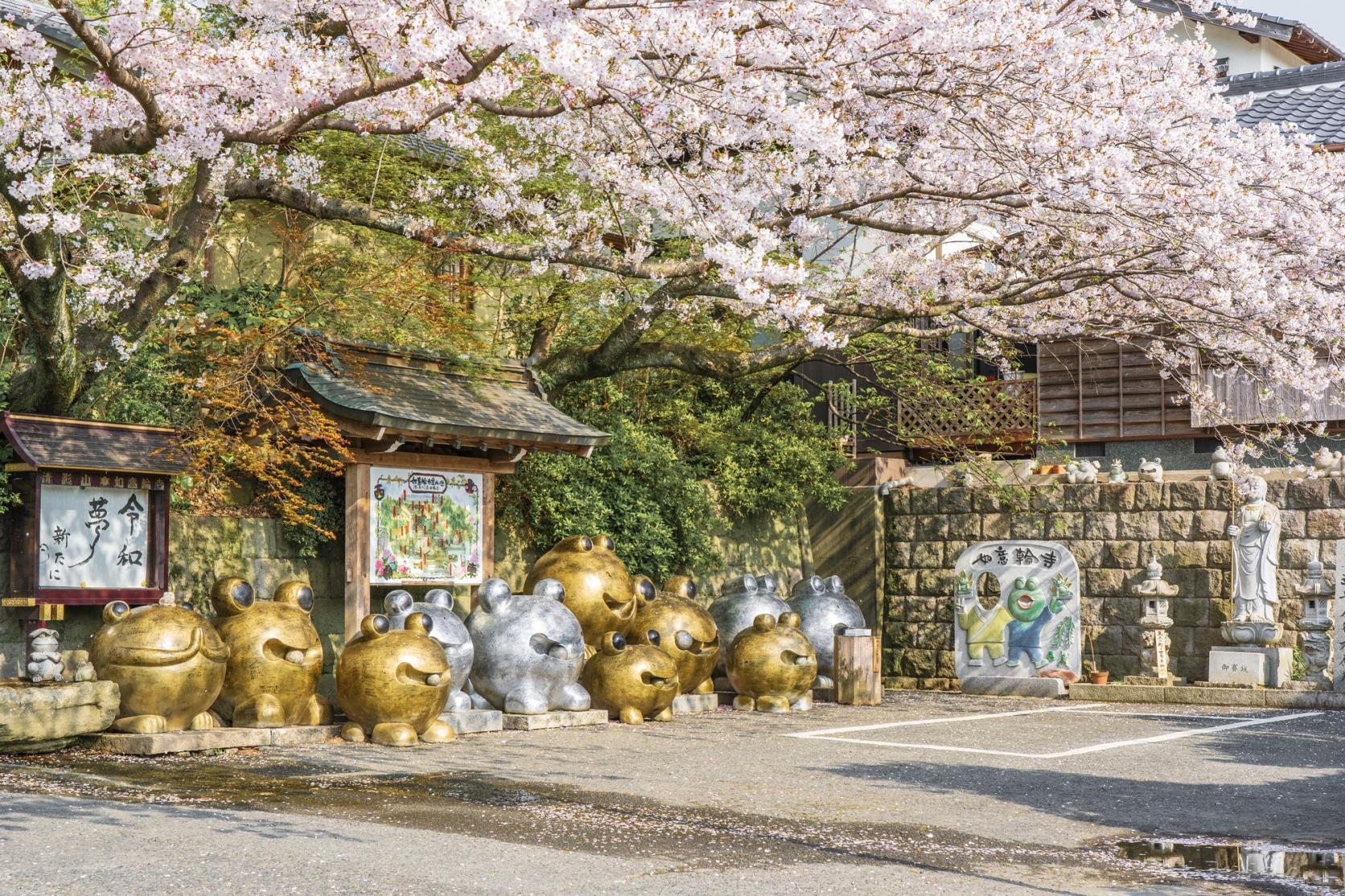 春の象徴・桜-0