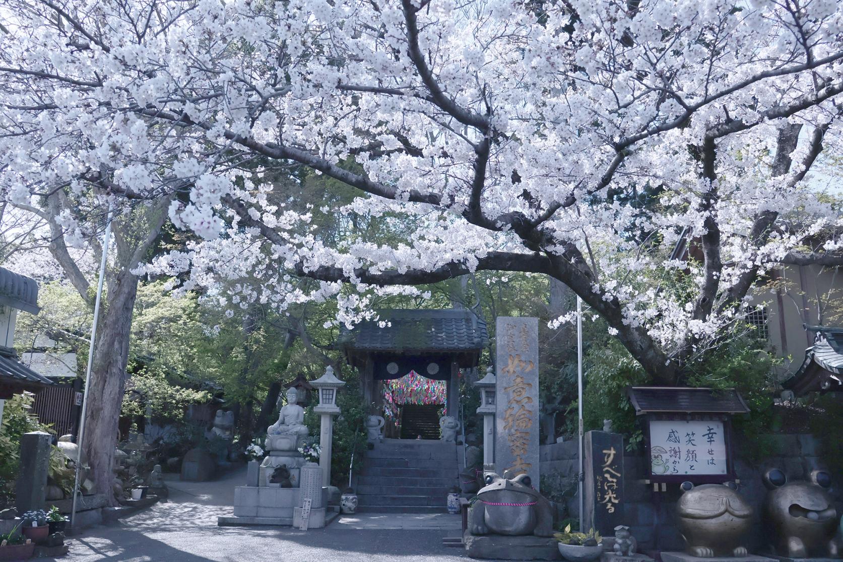 桜-0