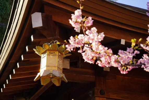 Cerisier de Kawazu-0