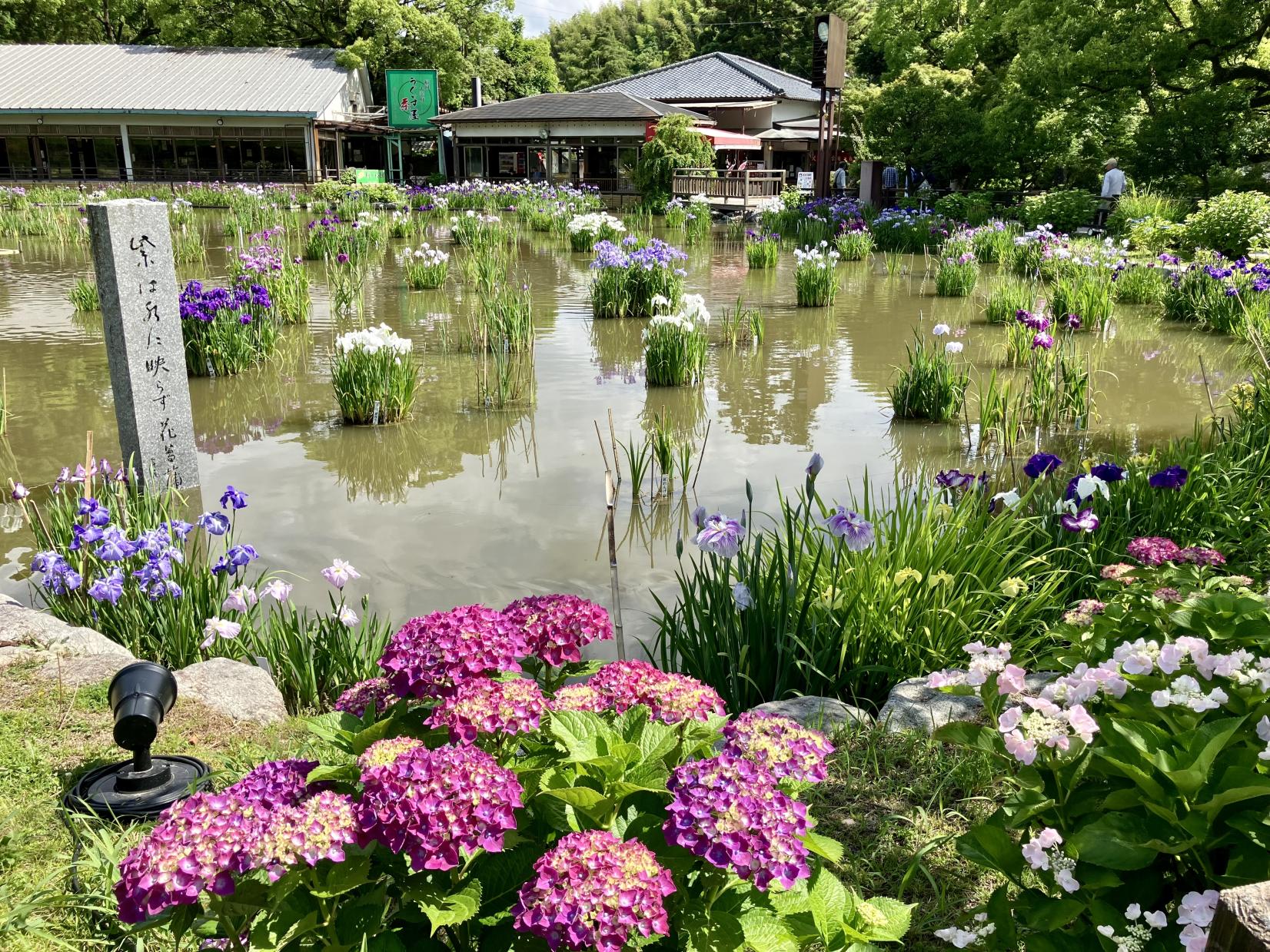 Iris japonais (étang aux iris)-0