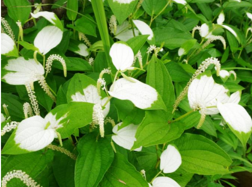 Hangeshō (Saururus chinensis)-3