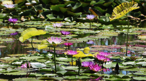 Nénuphar tropical-4