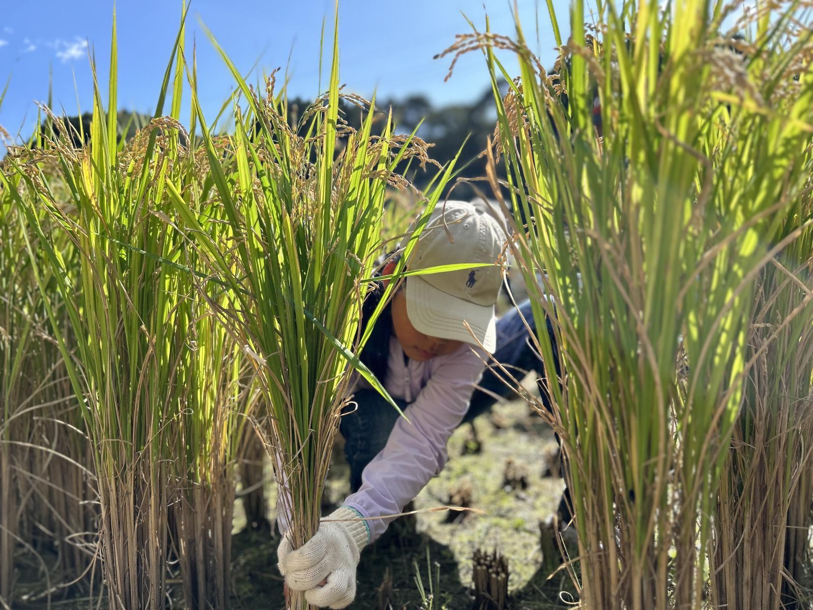 田んぼにGO！コース-1