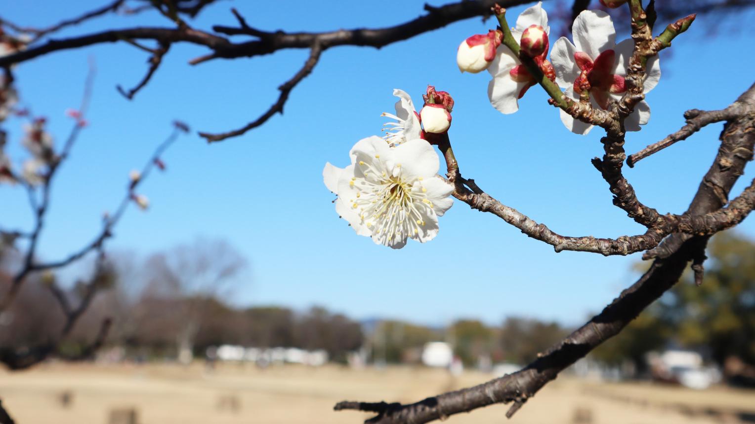梅の花-0