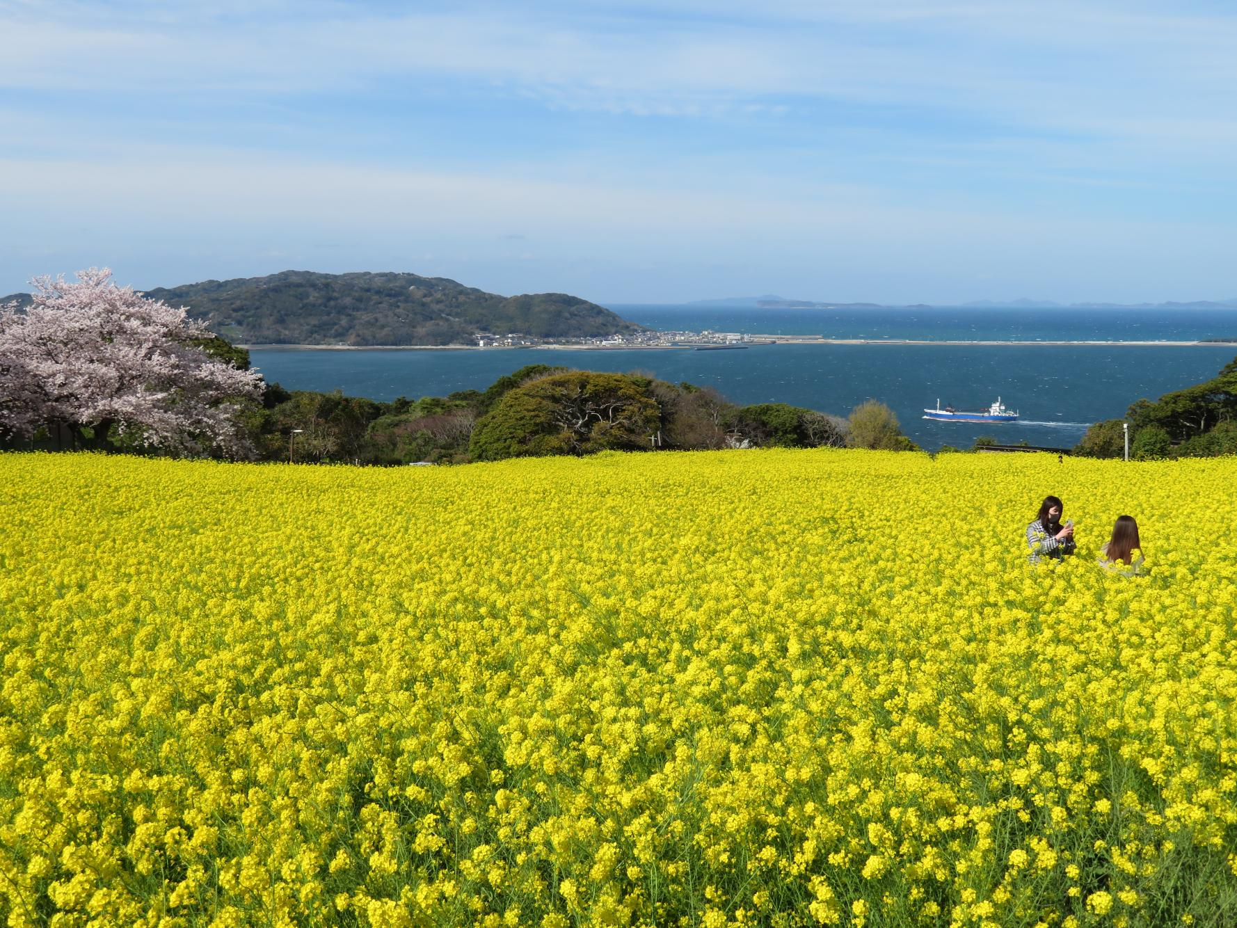 春の菜の花-0