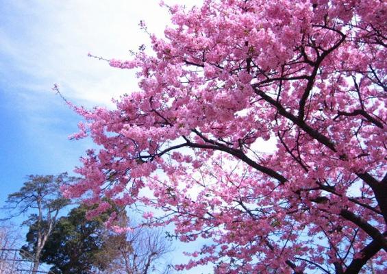 春の桜-0