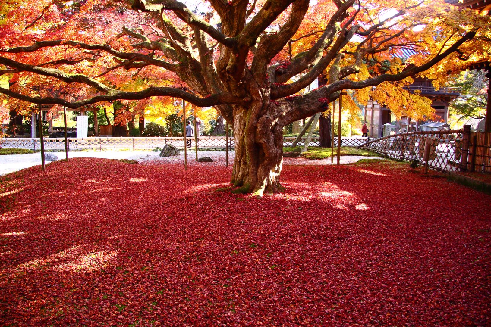 大カエデの紅葉-1