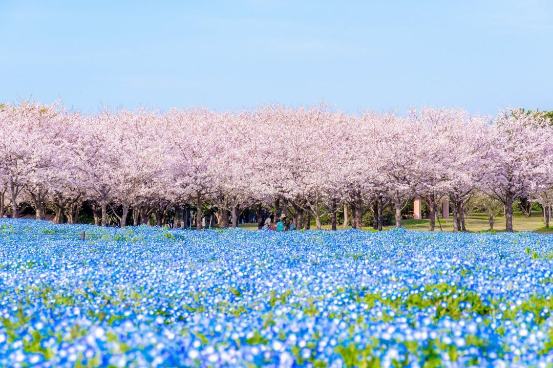 春の桜-3