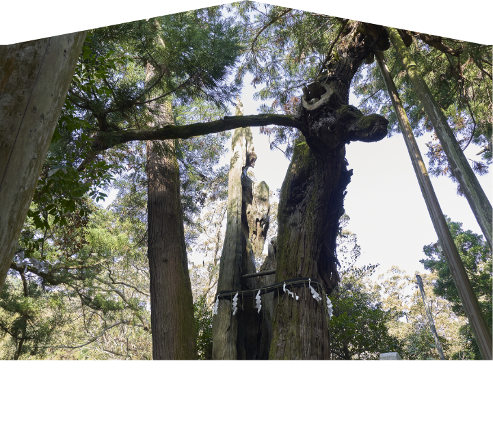 高倉宮の綾杉-0