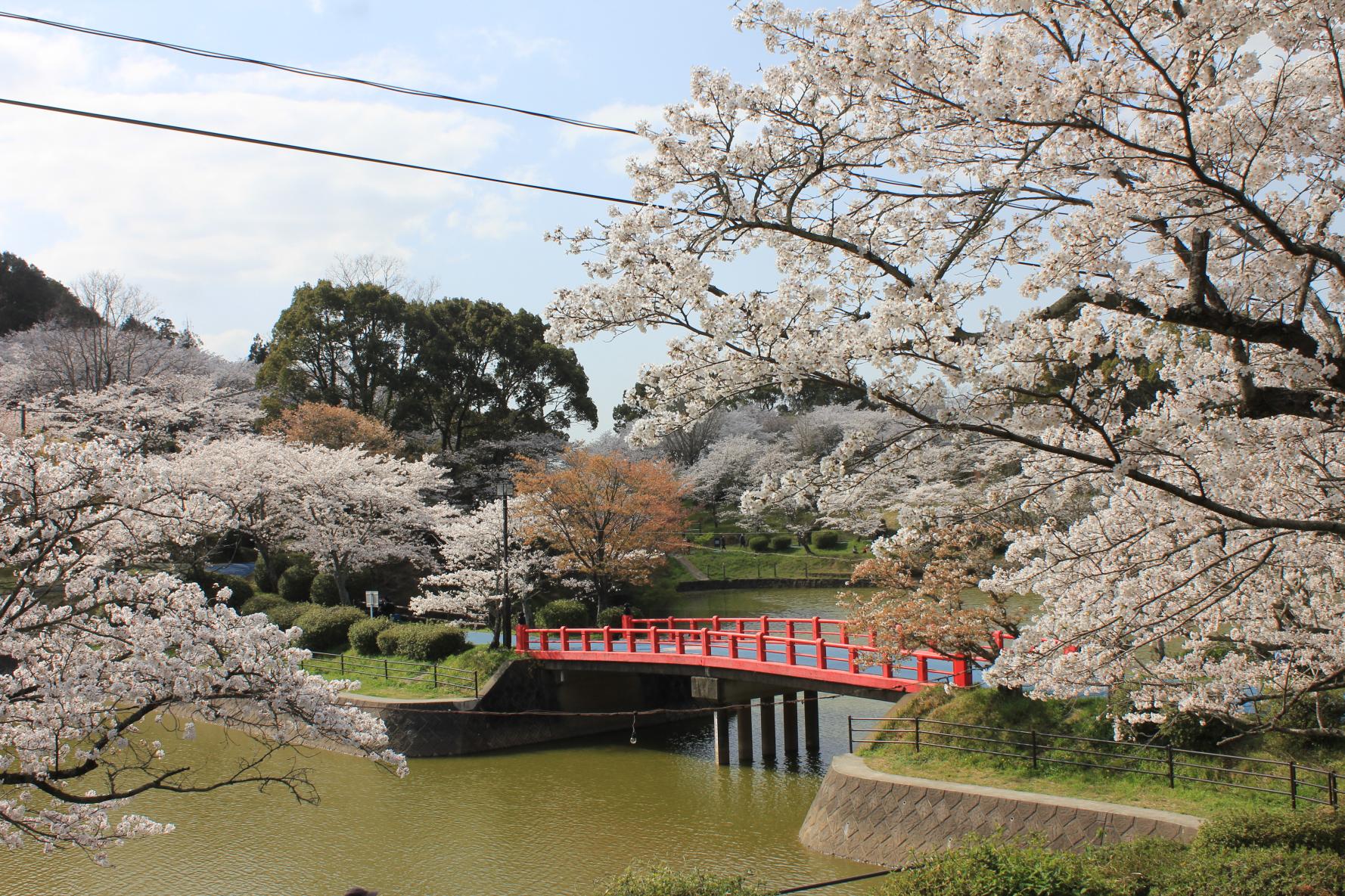 桜-0