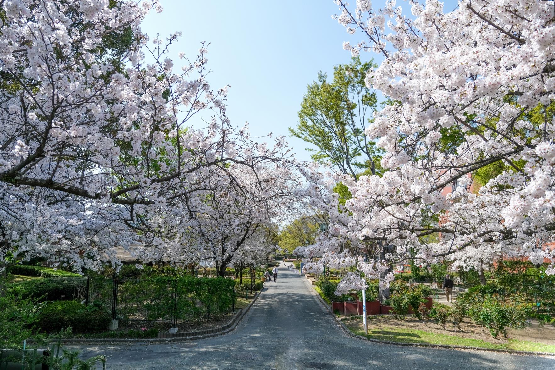 桜-1