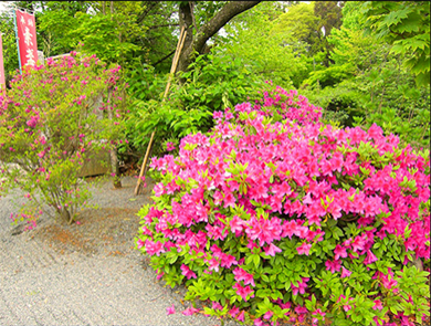 Colorful azalea-2