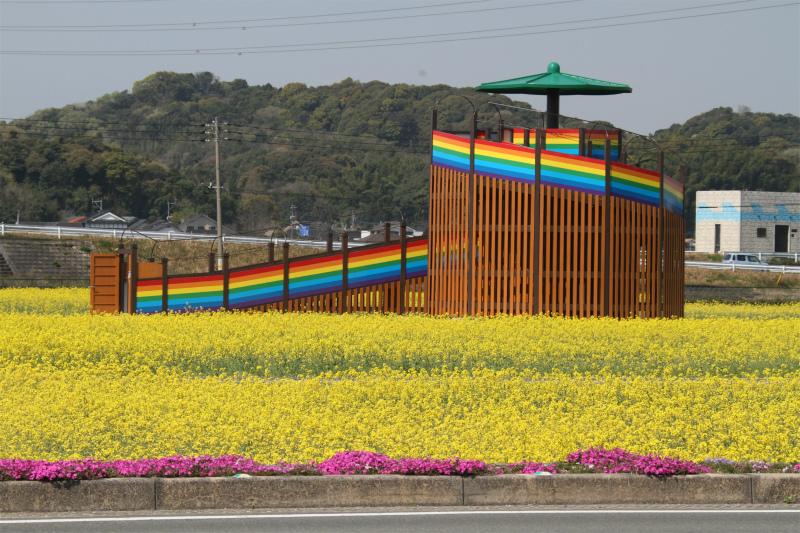 rape blossoms in spring-0