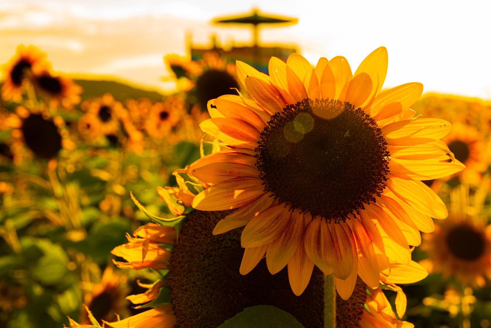 Summer Sunflowers-1