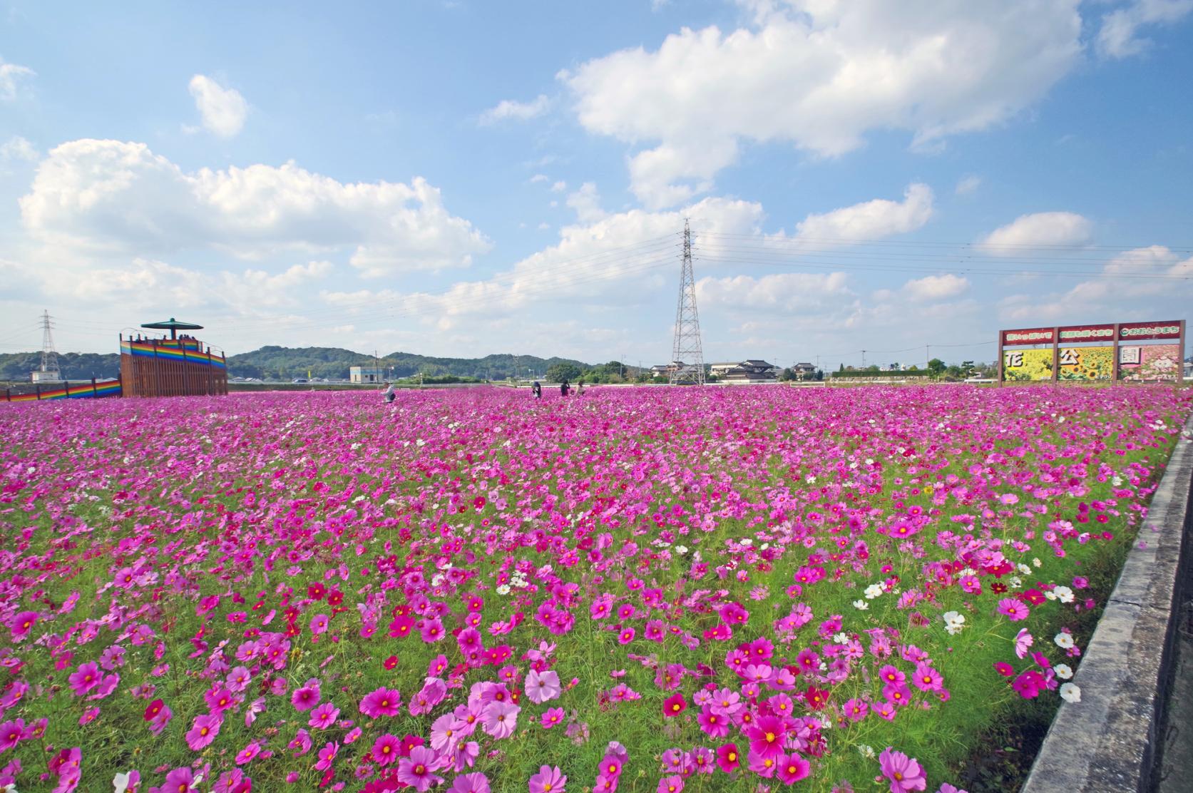 Autumn cosmos-2