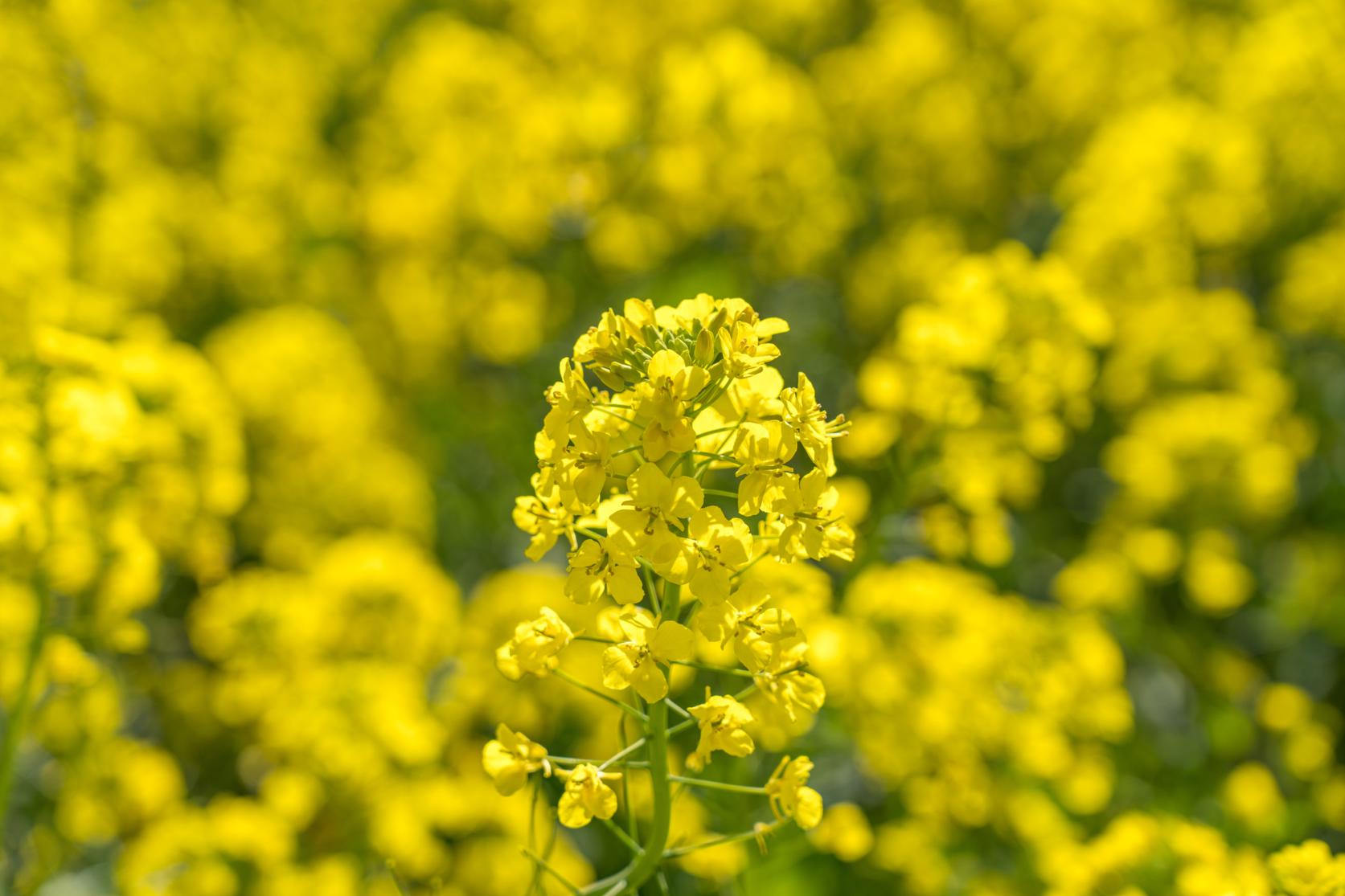 rape blossoms in spring-0