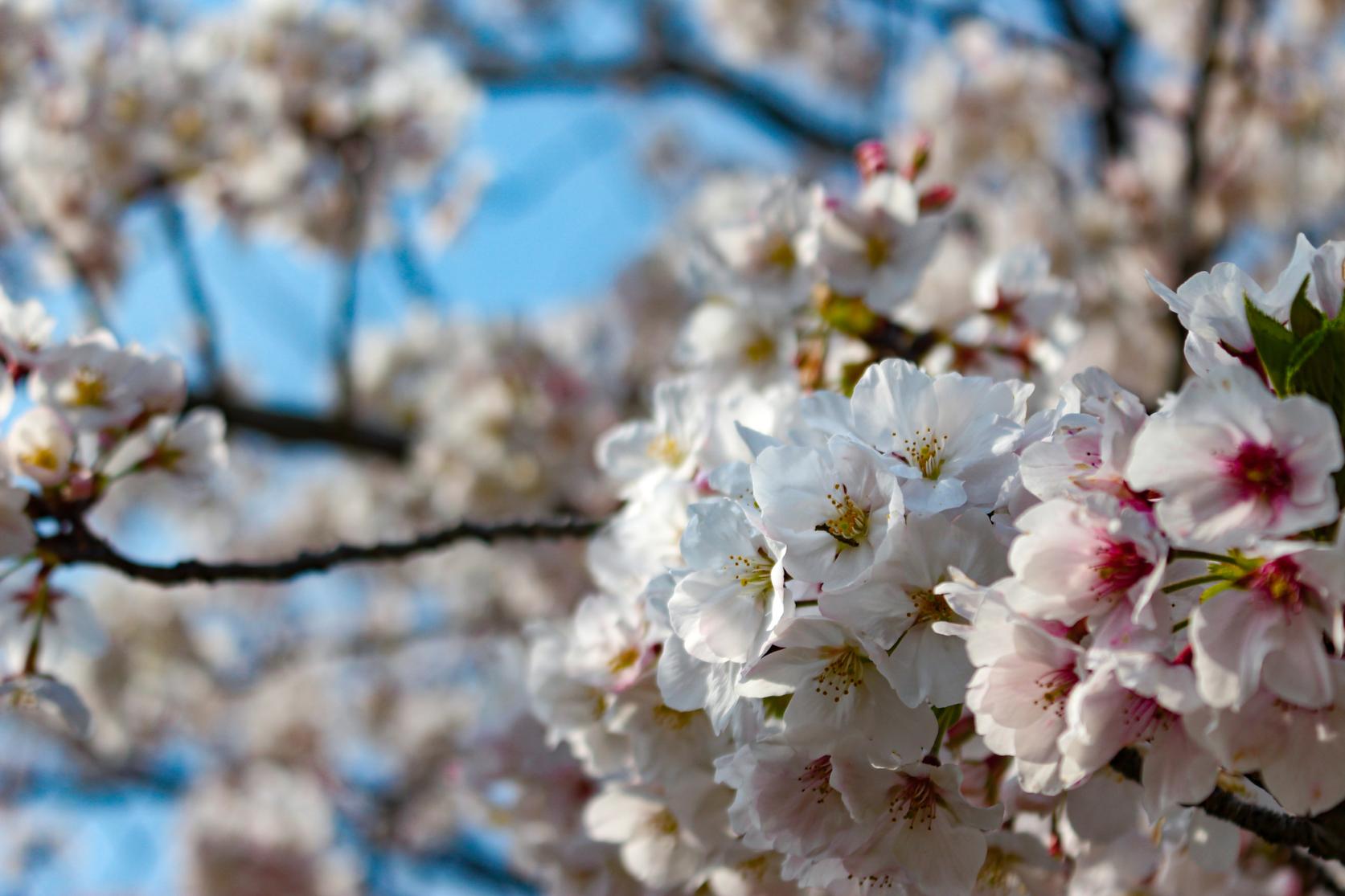 Spring cherry blossoms (Someiyoshino and Oshima cherry)-1