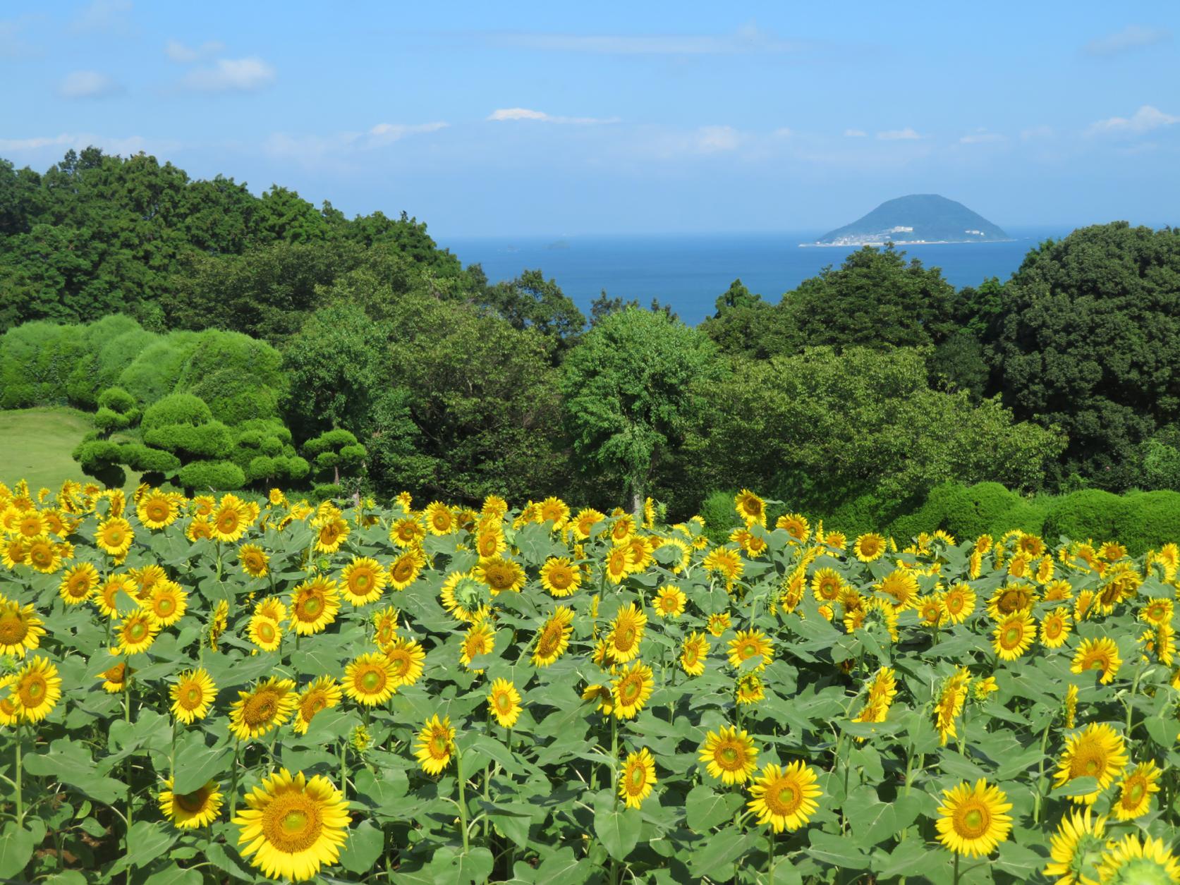 Summer Sunflowers-4