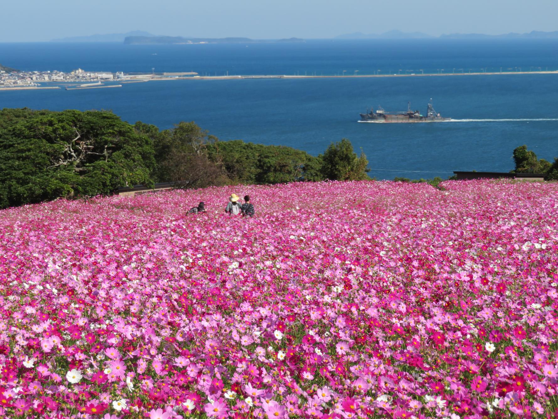 Autumn cosmos-5