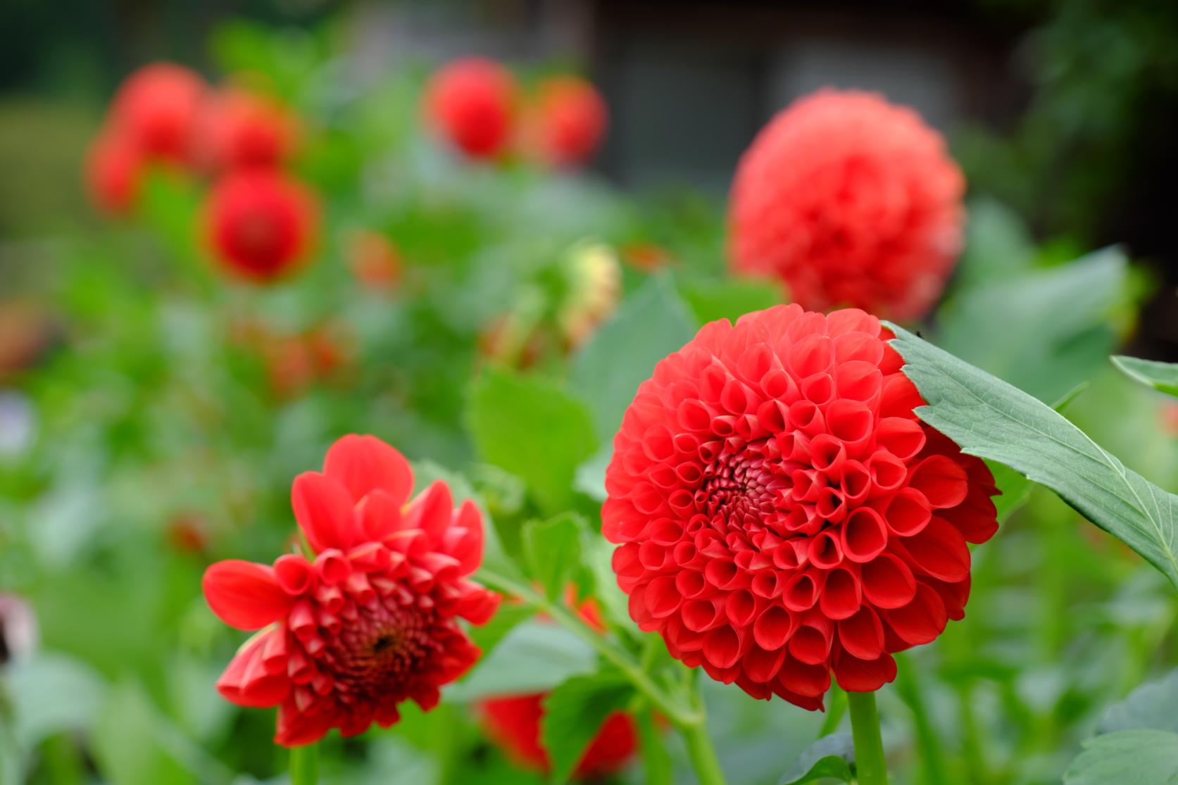 Autumn Dahlia-6