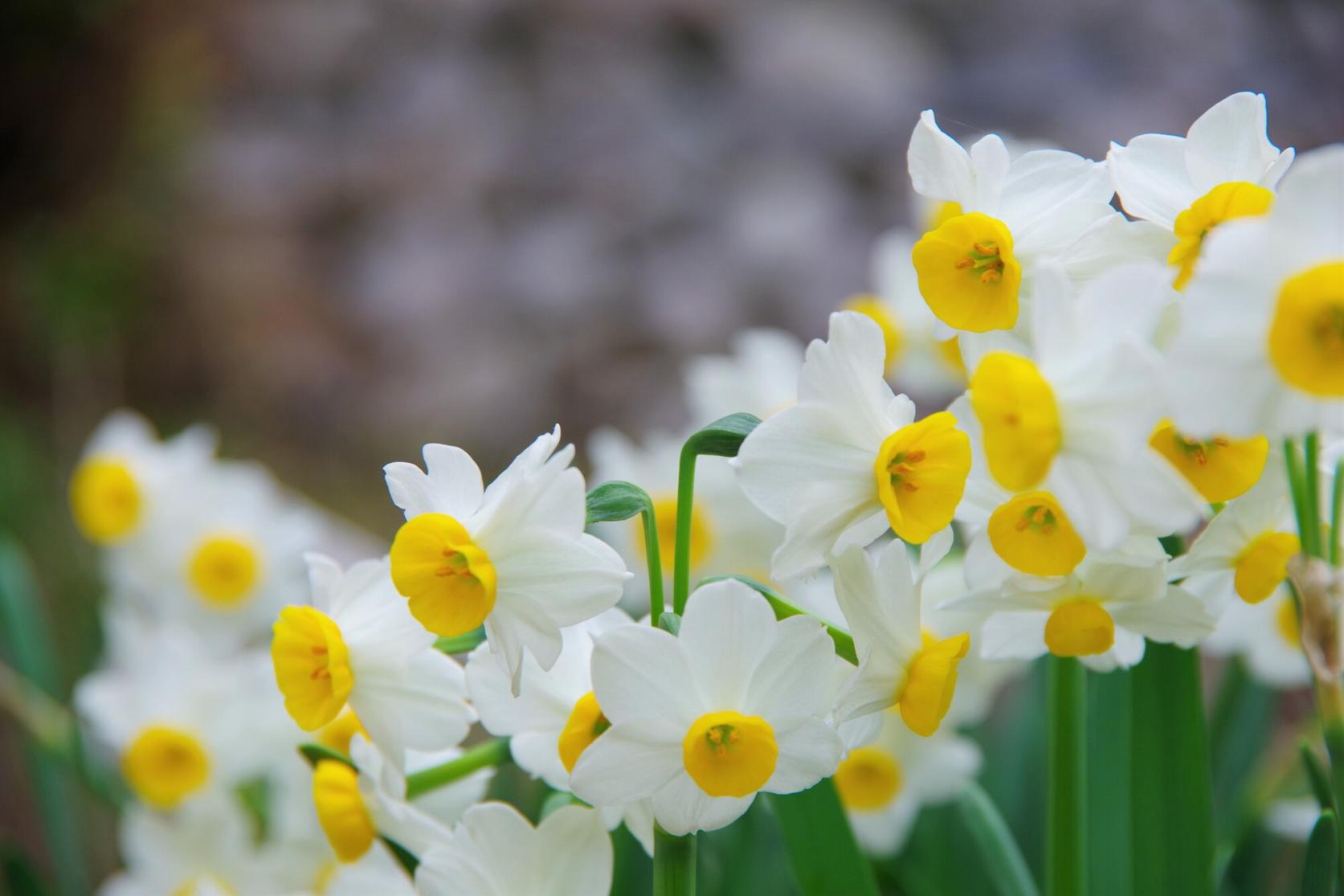 Winter Japanese narcissus-7